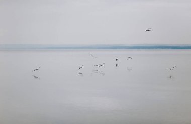 Martılar sinek gündüz, su üzerinde