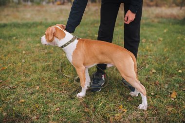 Amerikan Staffordshire Terrier yavru erkek sahibi onu parkta yürüyüş için eğitiyor. Köpek sergi için hazırlanıyor