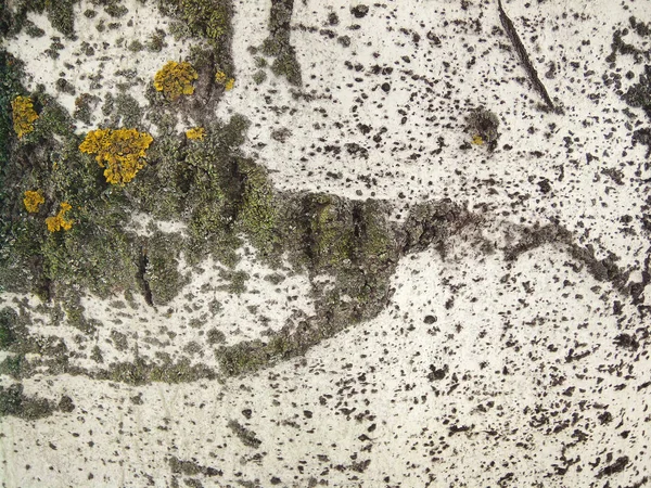 Yakın çekim kavak ağacı kabuğu. Bir ağaç kabuğu yapısı. Kabuk üzerinde yosun.