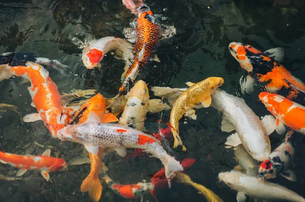 A few hungry beautiful colorful Koi carp swim next to each other and wait for food. Large ornamental fish in the pond. — Stock Photo, Image