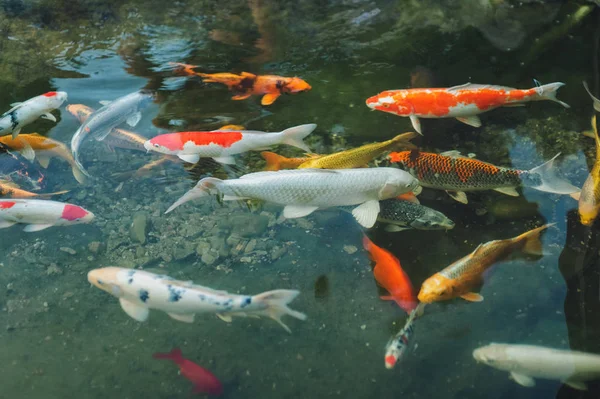 Група койських коропів плаває в маленькому ставку. Декоративна риба для парків. — стокове фото