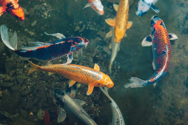 Beberapa ikan mas Koi besar berwarna-warni berenang di kolam kecil dekat. Ikan dekoratif untuk taman. Hobi . — Stok Foto