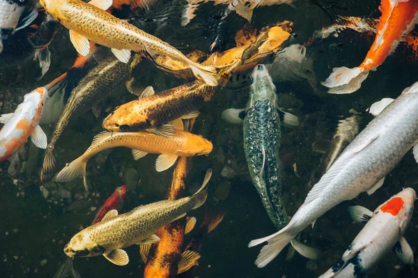 Banyak ikan mas Koi berwarna-warni berenang di kolam dan menunggu untuk diberi makan. Berjuang untuk makanan. Ikan hias untuk area taman. Tampilan atas, tutup . — Stok Foto
