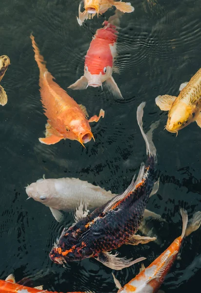 Many colorful hunger Koi carps swim in the pond and wait to be fed. Concept of fight for food. Decorative fish for the park area. Close up. — Stock Photo, Image
