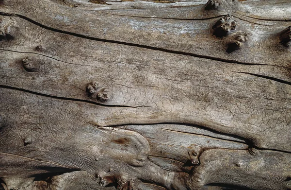 Texture of old cracked wood. Close-up. Natural grunge background. Copy space. — 图库照片
