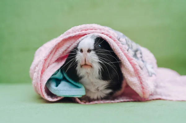 Three-colored funny guinea pig on a green couch wrap in a pink towel after swimming. Pet care, love and care. Amusing, curious nose. — 图库照片