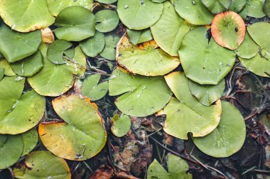 Yeşil bir zambak yaprağı gibi. Bitki dokusundan. Üst Manzara. Gölet, bataklık..