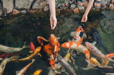 Göletteki aç Koi sazanlarını besliyorum. Kadın ve çocuk elleri balık yemi tutuyor. Hayvan bakımı konsepti.