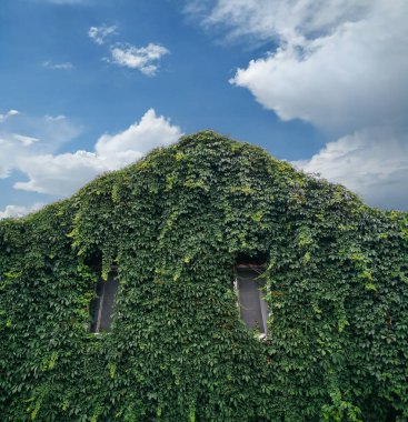 Sarmaşığı sadece pencerelerin görülebileceği şekilde sarmış bir ev. Ekolojik konut kavramı. Mavi gökyüzü.