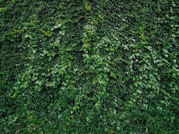 Many green ivy leaves with spring rain drops. Nature background. Overcast weather. Wall.