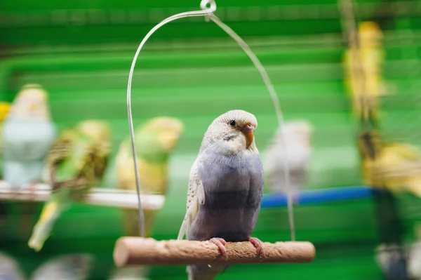 Le perroquet bleu ondulé est assis sur une perche dans une cage sur la dent de fond — Photo