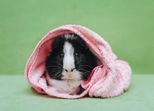 游泳后 三色豚鼠躺在绿色沙发上 裹着粉色毛巾 宠物狗的照料 爱和照料 有趣的鼻子 — 图库照片