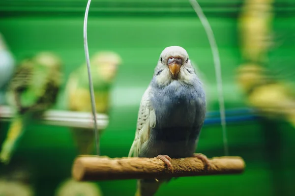 The wavy blue parrot sits on a perch in a cage on background oth