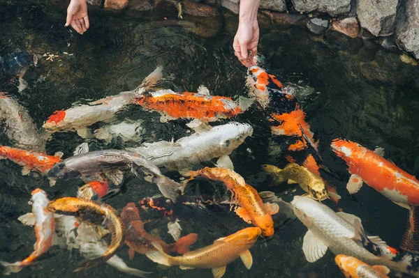 Memberi Makan Ikan Mas Koi Yang Lapar Kolam Tangan Wanita — Stok Foto