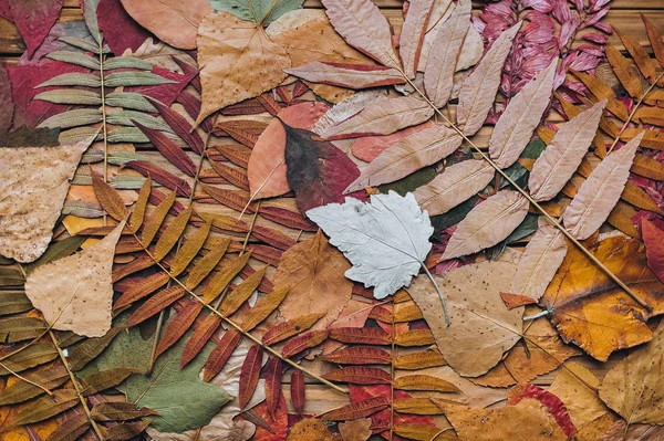 Wiele Piękny Jesienny Suchy Liść Bury Drewniany Tło Skład Ziół — Zdjęcie stockowe