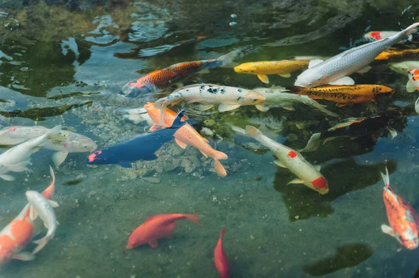 Sekelompok Ikan Koi Yang Berwarna Warni Berenang Kolam Kecil Dekat — Stok Foto