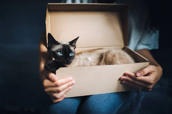 Siamese cat hides in a box. Cat Games. Comfort zone. New flat. Concept of loneliness, homeless, foundling, claustrophobia and introvert.