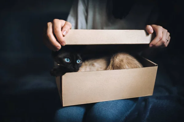 Siamese Cat Hides Box Cat Games Comfort Zone New Flat — Stock Photo, Image