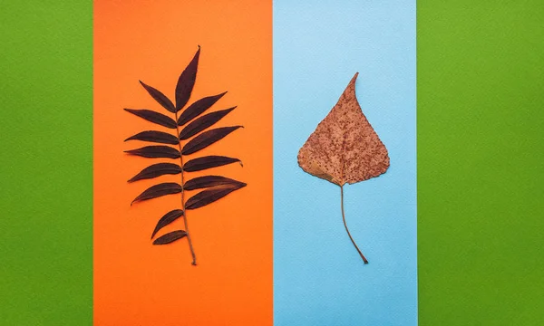 Δύο Φθινοπωρινά Ξηρά Χρυσά Φύλλα Πολύχρωμες Ρίγες Φόντο Σύνθεση Από — Φωτογραφία Αρχείου