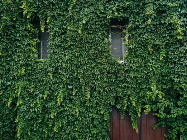 A house that has wrapped ivy on all sides in such a way that only windows are visible. The concept of ecological housing.
