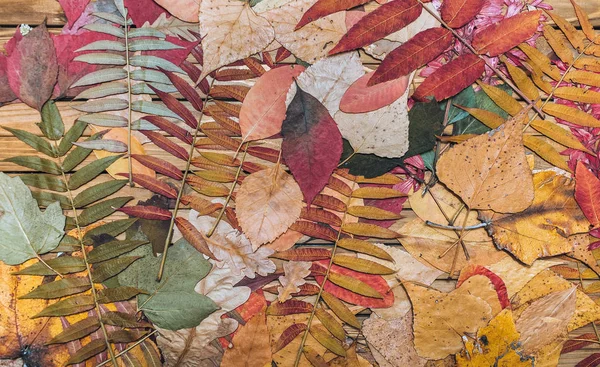 Skład Herbarium Wiele Jesiennych Suchych Liści Brązowym Drewnianym Tle — Zdjęcie stockowe