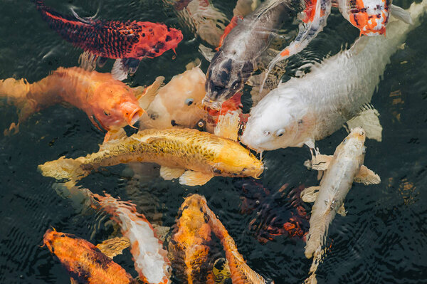 Many Colorful Hunger Koi Carps Swim Pond Wait Fed Concept Stock Image