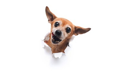 Komik böcek gözlü ağızlık. Beyaz yırtık bir arka planda bir delikten geçen yaşlı köpeğin kafası. Rus Oyuncak Teriyeri. 