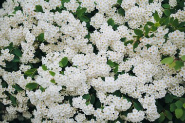 İlkbaharda yeşil yaprakları ve küçük beyaz çiçekleri olan çalı yaprağının güzel dalları. Çiçek arka planı.