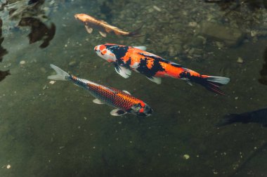 Bir grup büyük renkli Koi sazanı küçük bir gölette yüzer. Parklar için dekoratif balıklar.