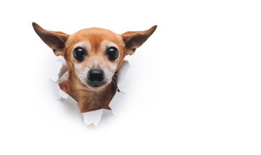 Komik kahverengi köpek Rus oyuncak teriyeri dişinde kurabiye tutuyor. Beyaz kağıtta yırtık var. Açlık ve yiyecek hırsızlığı kavramı. Boşluğu kopyala.