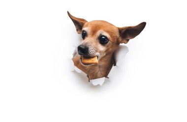 Komik kahverengi köpek Rus oyuncak teriyeri dişinde kurabiye tutuyor. Beyaz kağıtta yırtık var. Açlık ve yiyecek hırsızlığı kavramı. Boşluğu kopyala.