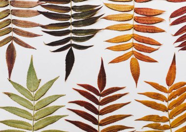 Beyaz arka planda birçok kuru sonbahar altın yaprakları. Düz konum, üst görünüm, kopyalama alanı. Sonbahar kompozisyonu. Tropik konsept.