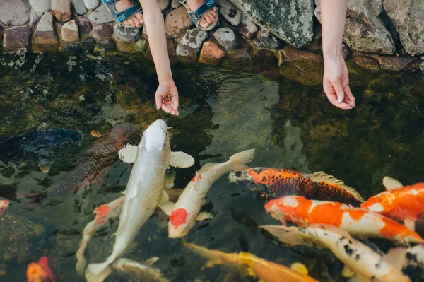 Feeding Hungry Ornamental Koi Carps Pond Women Children Hands Hold — Stock Photo, Image