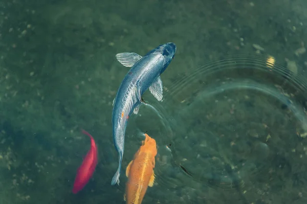Tiga Ikan Mas Koi Berwarna Warni Berenang Kolam Kecil Dekat — Stok Foto