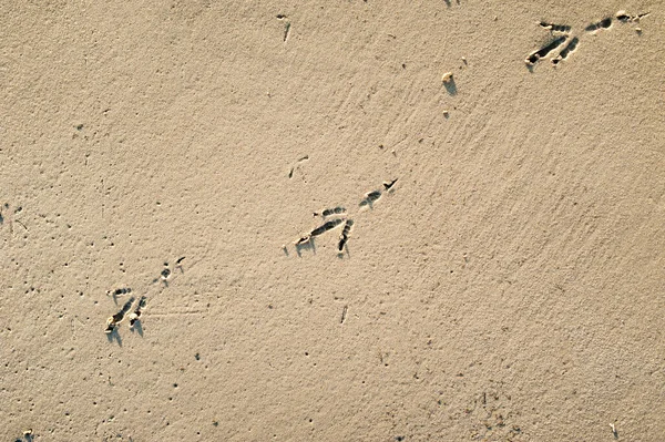 Ślady Stóp Piasku Ślady Łap Mewy Spacerując Wzdłuż Plaży — Zdjęcie stockowe