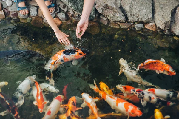 Feeding Hungry Ornamental Koi Carps Pond Women Children Hands Hold — Stock Photo, Image