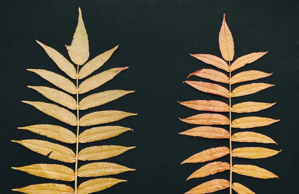 Δύο Κλαδιά Στεγνά Φύλλα Χρυσού Λευκό Φόντο Φθινοπωρινή Σύνθεση Επίπεδο — Φωτογραφία Αρχείου