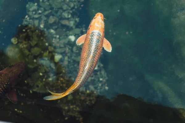 Dua Ikan Mas Koi Besar Berwarna Warni Berenang Kolam Kecil — Stok Foto