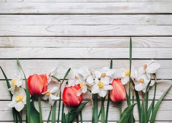 Rode Tulpen Witte Narcissen Een Witte Houten Achtergrond Maart Moederdag — Stockfoto