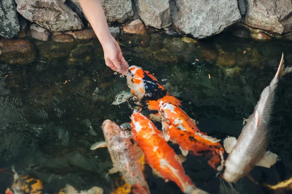 Feeding Hungry Ornamental Koi Carps Pond Women Hand Hold Fish — Stock Photo, Image