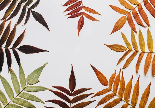 Στρογγυλό Πλαίσιο Από Φύλλα Χρυσού Φθινοπώρου Λευκό Φόντο Χαρτί Ακουαρέλας — Φωτογραφία Αρχείου