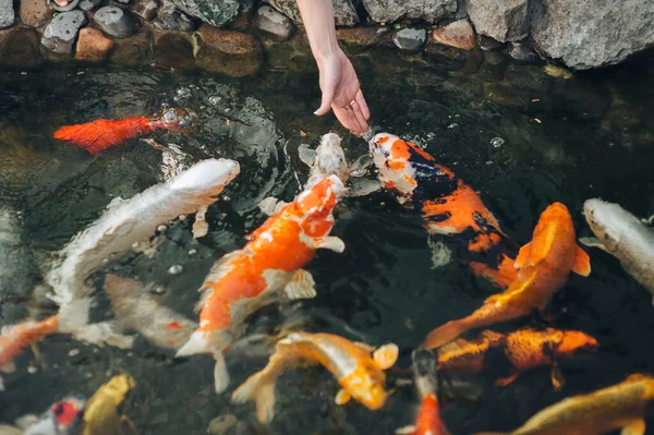 Young Caucasian Girl Feeds Multi Colored Koi Carps Pond Human — Stock Photo, Image