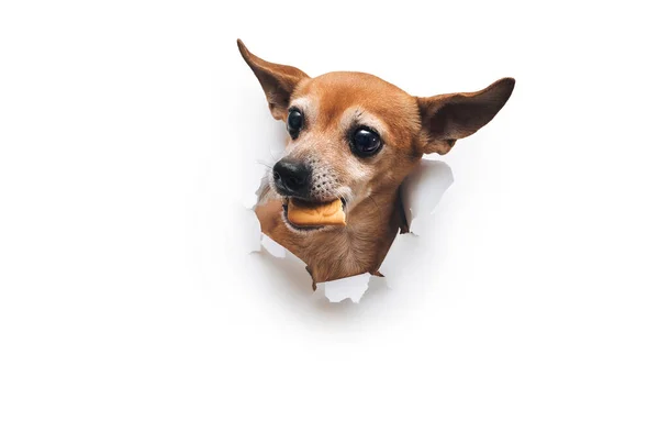 Komik kahverengi köpek Rus oyuncak teriyeri dişinde kurabiye tutuyor. Beyaz kağıtta yırtık var. Açlık ve yiyecek hırsızlığı kavramı. Boşluğu kopyala.