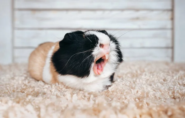 Кричіть Сповіщенні Гвінея Позіхає Показує Свої Зуби Кішка Втомилася Постер — стокове фото