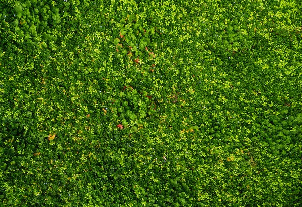 緑の春草が地面をカーペットで覆った 自然な背景 コピースペース 葉の質感 — ストック写真