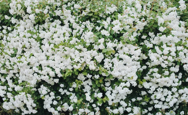 Vårdoftande Blommor Vacker Blommande Gren Buske Spirea Med Gröna Blad — Stockfoto