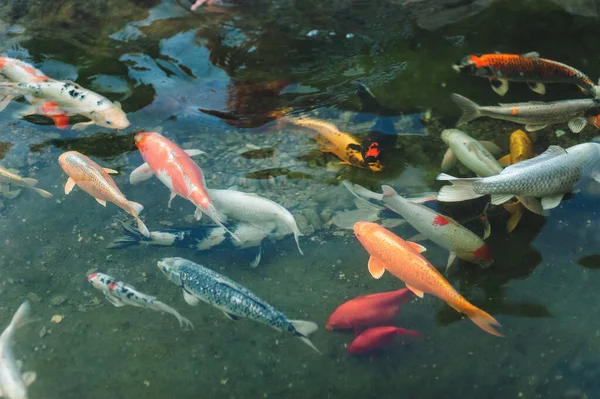 Group Colorful Koi Carps Swims Small Pond Decorative Fish Parks — Stock Photo, Image