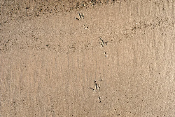 沙子上的脚印海鸥腿的痕迹 沿着海滩散步 — 图库照片