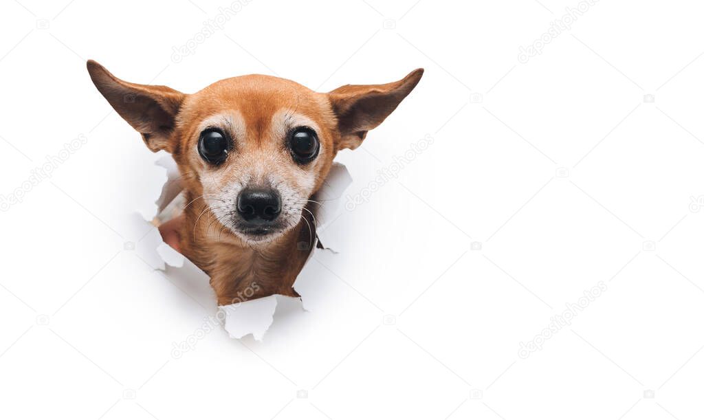 Funny brown small dog Russian toy terrier holds cookies in his teeth. Torn hole in white paper. The concept of hunger and theft of food. Copy space.