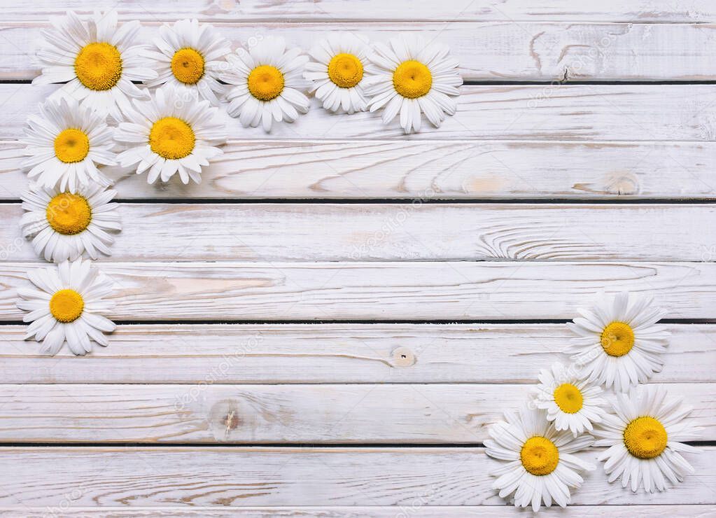 Corner frame. Chamomile flowers on white wooden background. Copy space, top view, vintage.